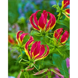 Glorioza  - Gloriosa