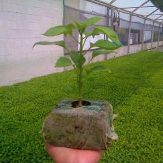 Pęczniejąca doniczka torfowa - GrowBlock - 80x80 mm - 12 szt.