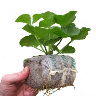 Pęczniejąca doniczka torfowa - GrowBlock - 80x80 mm