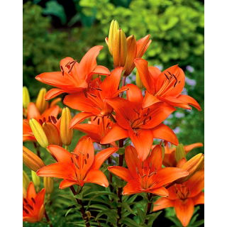 Lilia azjatycka pomarańczowa - Orange