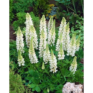 Łubin biały - White - 1 szt.