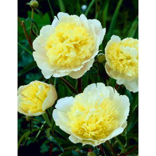 Piwonia, Paeonia - Prima Vera - sadzonka