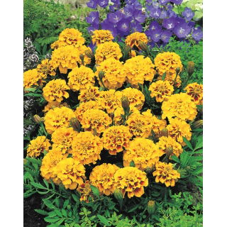 Aksamitka rozpierzchła Aurora - Yellow Fire