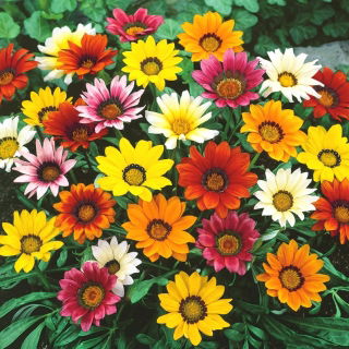 Gazania wielkokwiatowa Chansonette