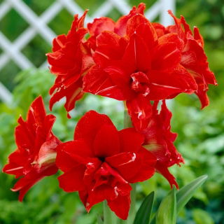 Hipeastrum - Amarylis - Red Peacock