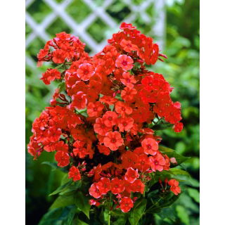 Floks (Phlox) - Płomyk wiechowaty - pomarańczowy - 1 szt.