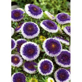 Aster - Blue Moon