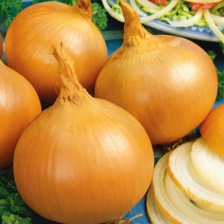 Cebula Yellow Sweet Spanish - słodka, hiszpańska cebula