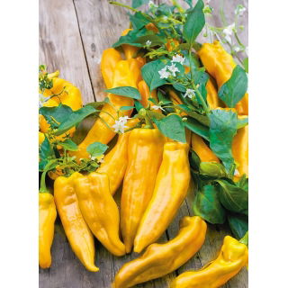 Papryka Corno di Toro Giallo - słodka, żółta