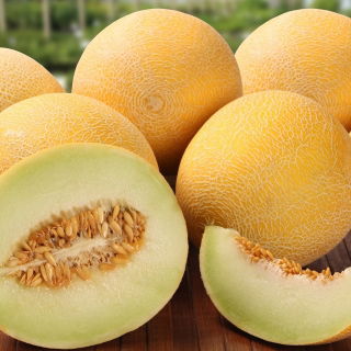 Melon Masada - jedna z najsmaczniejszych odmian na rynku