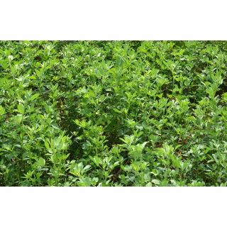 Lucerna siewna - mieszanka odmian - 10 kg