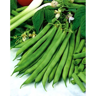 Fasola szparagowa karłowa zielona Saxa - 500 gram