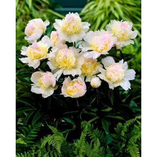 Piwonia, Paeonia - Top Brass - sadzonka