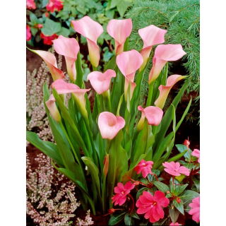 Calla Rehmannii