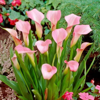 Calla Rehmannii