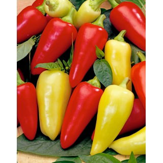 Papryka Monanta - spiczasta, czerwona, żółtoczerwona lub żółta, gruntowa i do tuneli