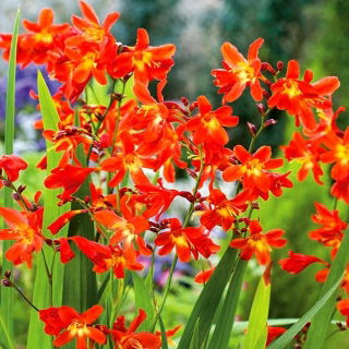 Krokosmia Red King - czerwona - 10 szt.