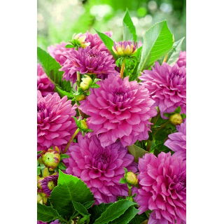 Dalia - Claudette
