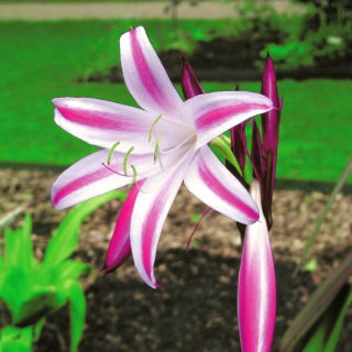 Crinum - Cintho Alfa