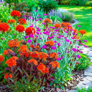 Firletka - zestaw 3 barwnych odmian