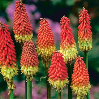 Kniphofia czerwono-żółta - Płonąca Pochodnia - 1 szt.