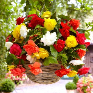 Begonia zwisająca - mix kolorów - 2 szt.