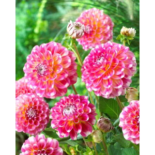 Dalia - Hawaii