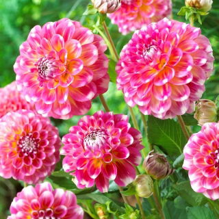 Dalia - Hawaii