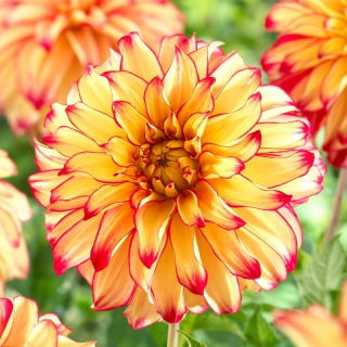 Dalia - Lady Darlene - kwiaty XL