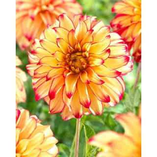 Dalia - Lady Darlene - kwiaty XL