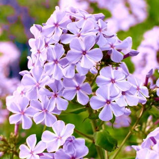 Floks (Phlox) - Płomyk wiechowaty - All In One - 1 szt.