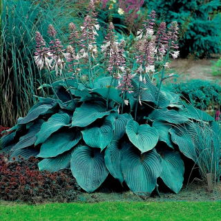 Funkia - Hosta Blue Angel