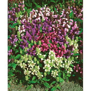 Głowienka wielkokwiatowa - kolorowa mieszanka