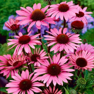 Jeżówka purpurowa - Echinacea - 1 szt.