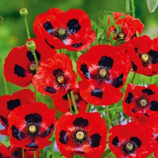 Mak biedronkowy Ladybird