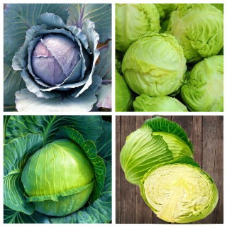 Kapusta - zestaw 4 odmian nasion warzyw