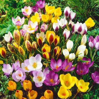 Zestaw 10 - Krokus wielkokwiatowy - mieszanka najlepszych odmian - 100 szt. + 10 szt. GRATIS