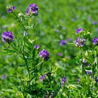 Lucerna siewna Gea - nasiona otoczkowane z Rhizobium - 0,5 kg