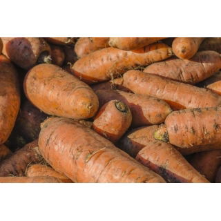 Marchew pastewna Krystyna - 500 g