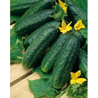 Ogórek Nadusha F1 - gruntowy, konserwowy, odmiana holenderska