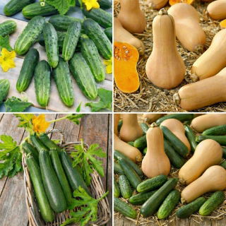 Ogórek, cukinia, dynia - zestaw 3 odmian nasion warzyw