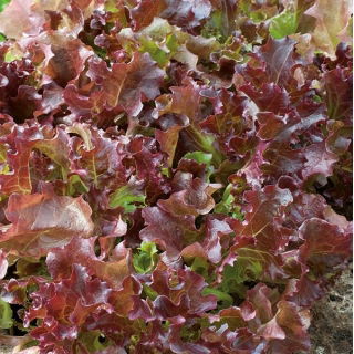 Baby Leaf - Sałata liściowa Lollo Rossa