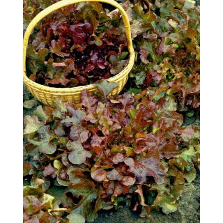 BIO Sałata liściowa Red Salad Bowl - Certyfikowane nasiona ekologiczne