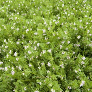Seradela - 1 kg
