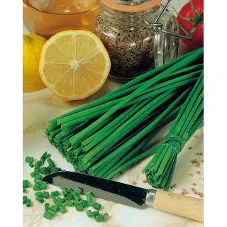 Szczypiorek Prager - ogrodowy