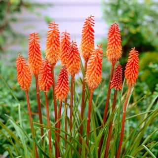 Kniphofia pomarańczowa - 1 szt.