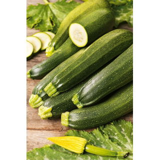 Cukinia Zuboda - odmiana wczesna