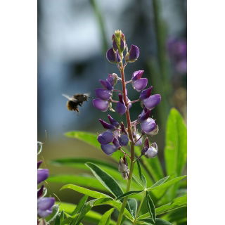 Łubin wąskolistny słodki Regent - 1 kg