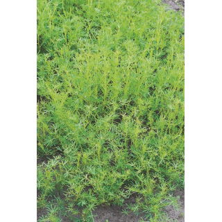 Łubin wąskolistny Rumba - 1 kg