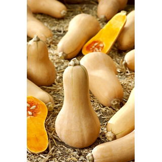 Dynia piżmowa Butternut